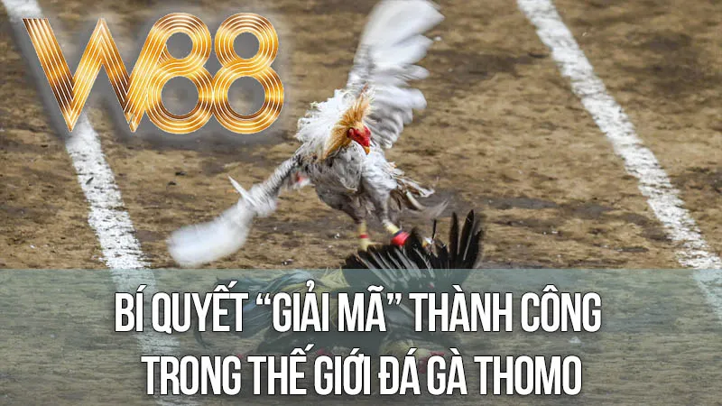 Bí Quyết “Giải Mã” Thành Công Trong Thế Giới Đá Gà Thomo Bí Quyết “Giải Mã” Thành Công Trong Thế Giới Đá Gà Thomo