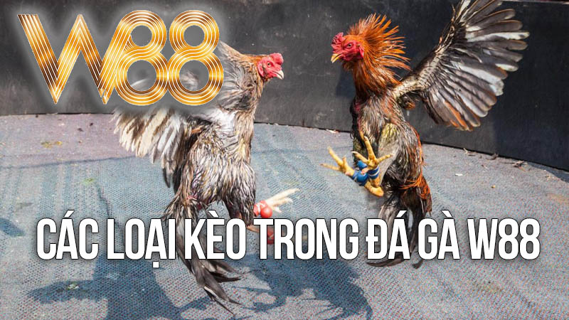 Các Loại Kèo Trong Đá Gà W88 Các Loại Kèo Trong Đá Gà W88