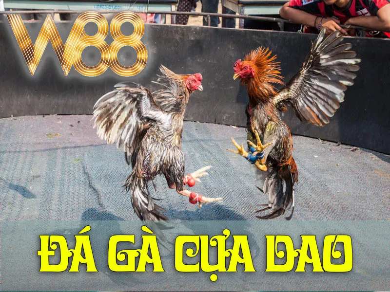 Đá Gà Cựa Dao