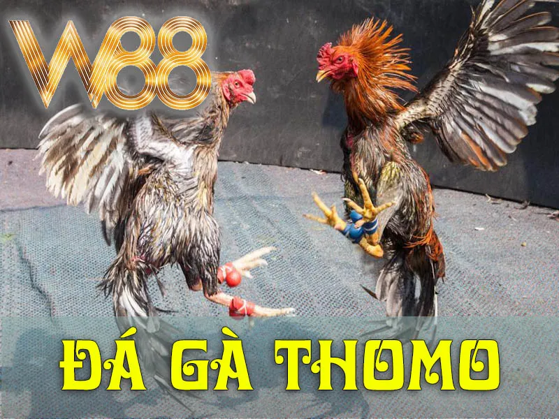 Đá Gà Thomo