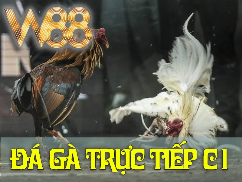 Đá Gà Trực Tiếp C1
