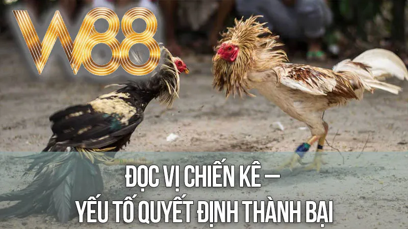 Đọc Vị Chiến Kê – Yếu Tố Quyết Định Thành Bại Đọc Vị Chiến Kê – Yếu Tố Quyết Định Thành Bại