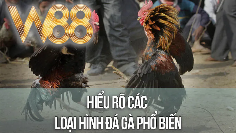 Hiểu Rõ Các Loại Hình Đá Gà Phổ Biến Hiểu Rõ Các Loại Hình Đá Gà Phổ Biến