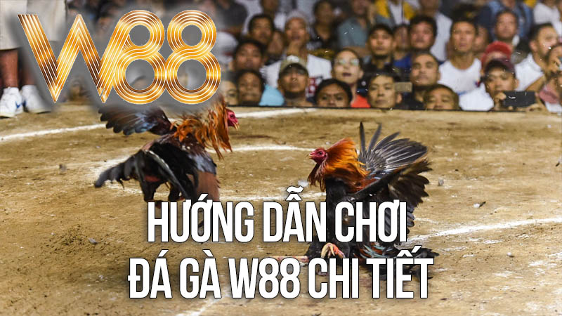 Hướng Dẫn Chơi Đá Gà W88 Chi Tiết Hướng Dẫn Chơi Đá Gà W88 Chi Tiết