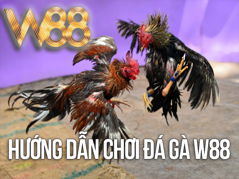 Hướng Dẫn Chơi Đá Gà W88