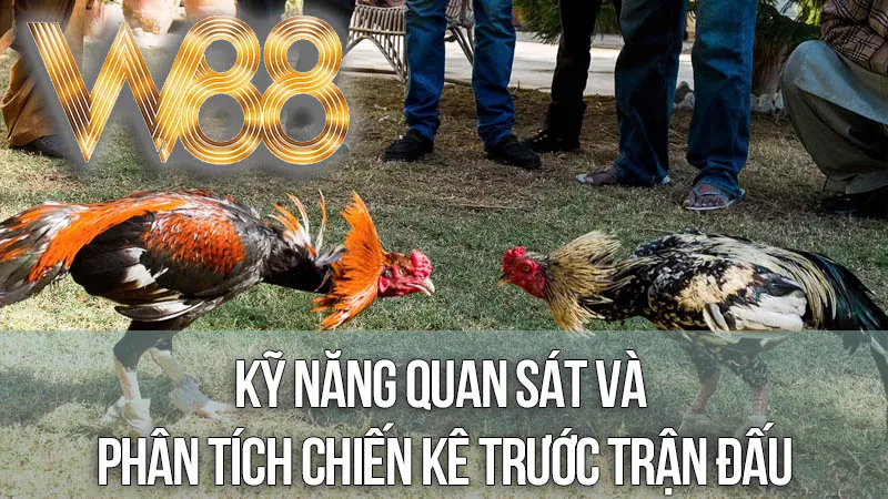 Kỹ Năng Quan Sát và Phân Tích Chiến Kê Trước Trận Đấu Kỹ Năng Quan Sát và Phân Tích Chiến Kê Trước Trận Đấu