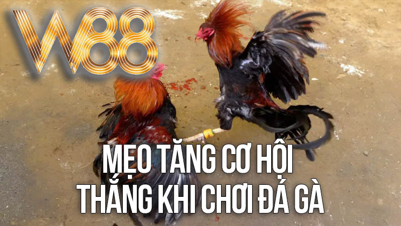 Mẹo Tăng Cơ Hội Thắng Khi Chơi Đá Gà Mẹo Tăng Cơ Hội Thắng Khi Chơi Đá Gà