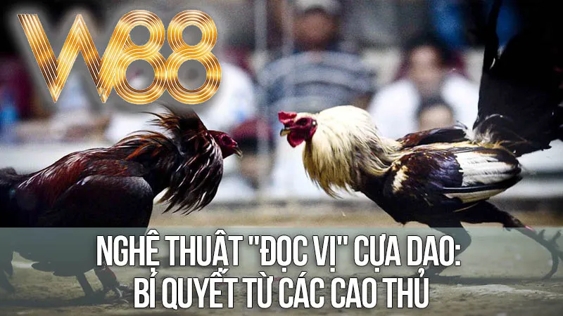 Nghệ Thuật "Đọc Vị" Cựa Dao: Bí Quyết Từ Các Cao Thủ Nghệ Thuật "Đọc Vị" Cựa Dao: Bí Quyết Từ Các Cao Thủ