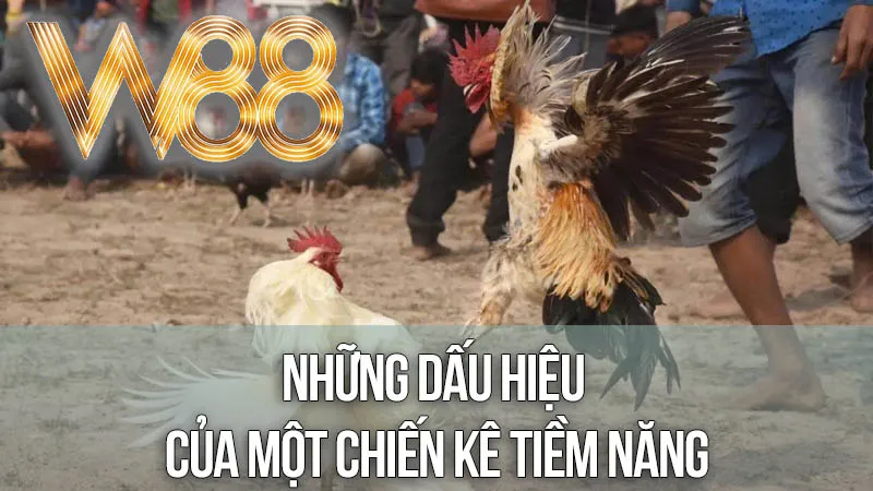 Những Dấu Hiệu Của Một Chiến Kê Tiềm Năng Những Dấu Hiệu Của Một Chiến Kê Tiềm Năng
