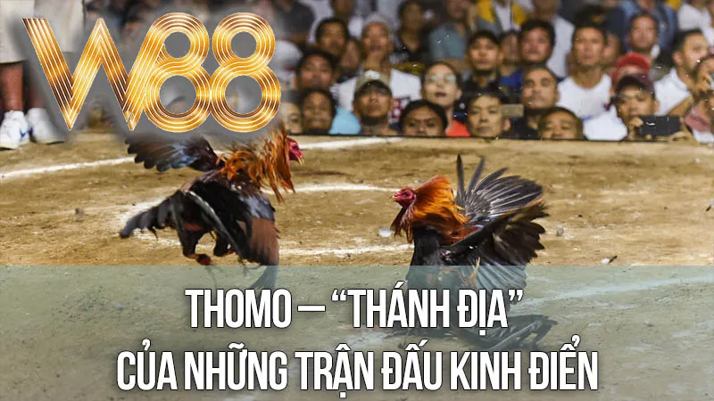 Thomo – “Thánh Địa” Của Những Trận Đấu Kinh Điển Thomo – “Thánh Địa” Của Những Trận Đấu Kinh Điển