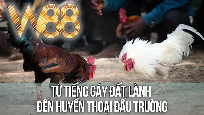 Từ Tiếng Gáy Đất Lành Đến Huyền Thoại Đấu Trường Từ Tiếng Gáy Đất Lành Đến Huyền Thoại Đấu Trường