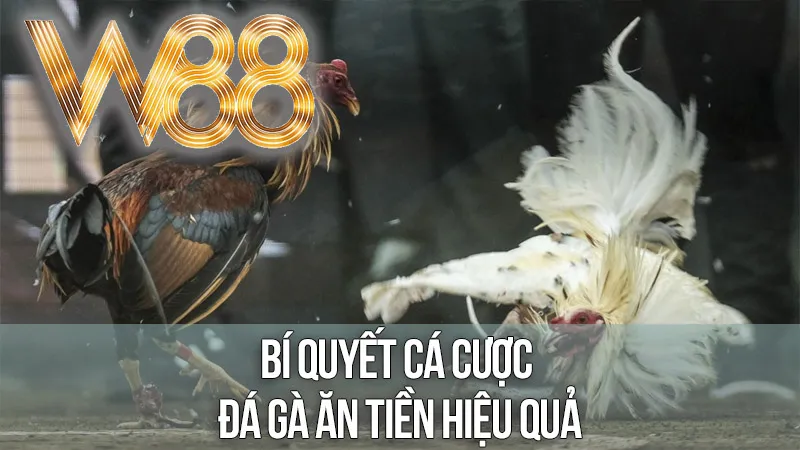 Bí Quyết Cá Cược Đá Gà Ăn Tiền Hiệu Quả