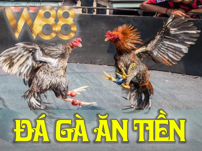 Đá Gà Ăn Tiền