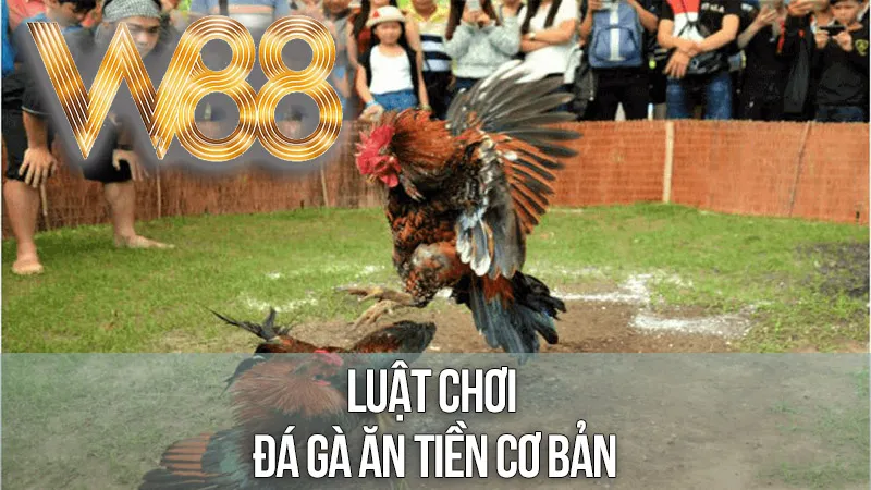 Luật Chơi Đá Gà Ăn Tiền Cơ Bản
