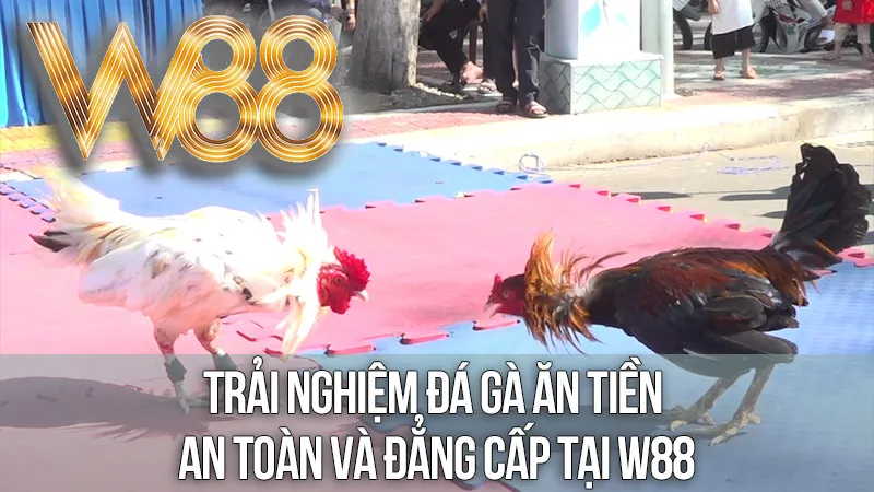 Trải Nghiệm Đá Gà Ăn Tiền An Toàn và Đẳng Cấp Tại W88
